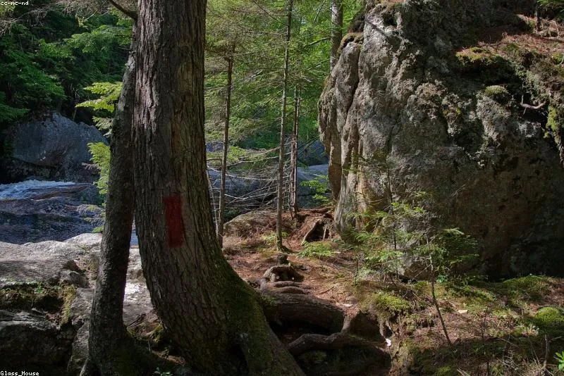 Wooded inherited parcel under mature trees